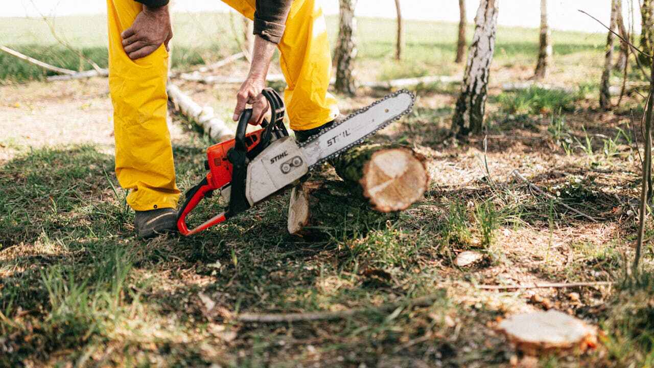 Best Tree Removal Near Me  in Belleair Bluffs, FL